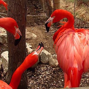 Sunset Zoo - YouTube