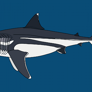 Megalodon (Otodus megalodon)