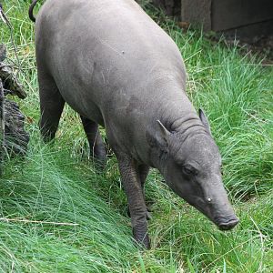 Babirusa