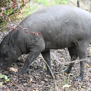 Babirusa