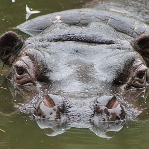 Hippo