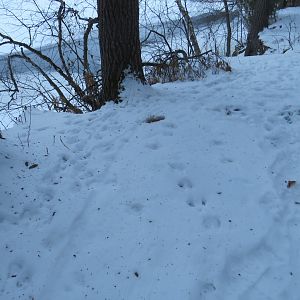 Various Animal Tracks