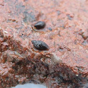 Freshwater Snail ID