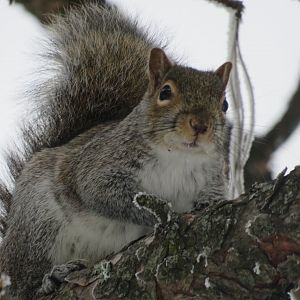 Gray Squirrel