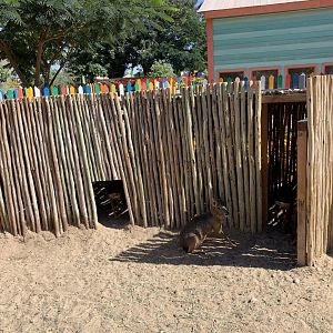 Patagonian Cavy exhibit