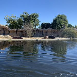 Common Hippopotamus