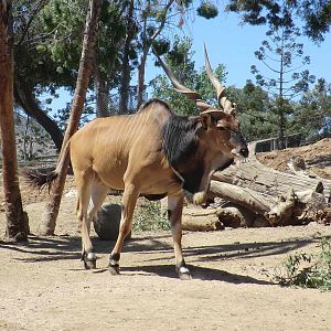 Giant eland