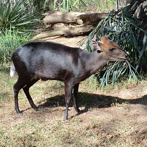 Black duiker