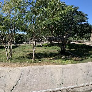 Ring-tailed lemur enclosure