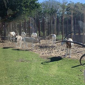 Scimitar-horned oryx and Addax