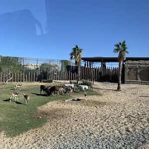 Blackbuck, Arabian oryx, Hog deer and Nilgai