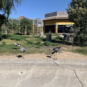 Ostrich-Gorilla Exhibit