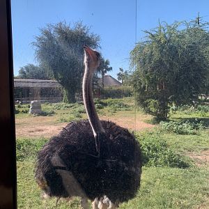 Ostrich-Gorilla mixed species exhibit