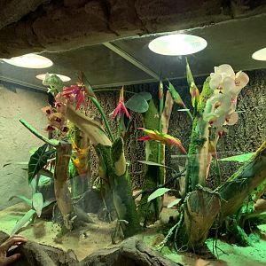Veiled chameleon exhibit