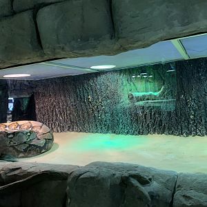 Reticulated python exhibit