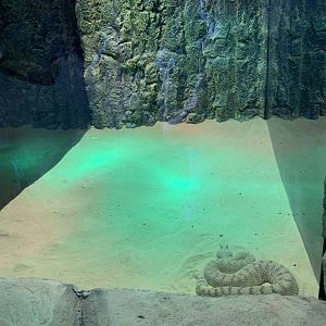 Arabian horned viper exhibit