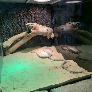 Hooded malpolon exhibit