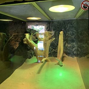 Afro-Asian sand snake exhibit