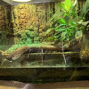 Arabian toads and exhibit