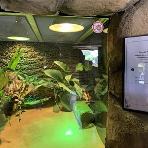 Durango mountain kingsnake