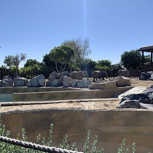 African elephants and exhibit