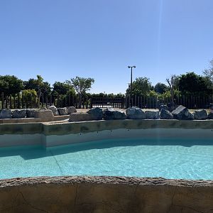 African elephant pool