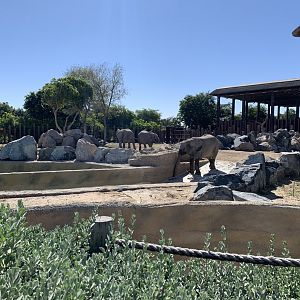 African elephants and exhibit