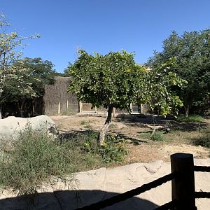 Spotted hyena exhibit