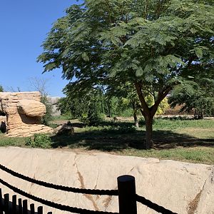 Cheetah exhibit