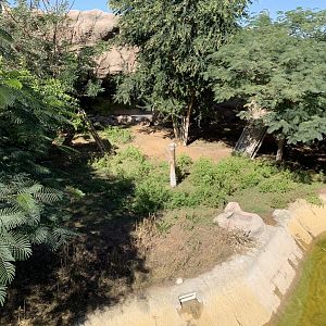 Red-necked wallaby exhibit