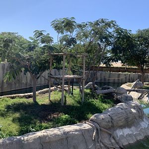 Siamang exhibit