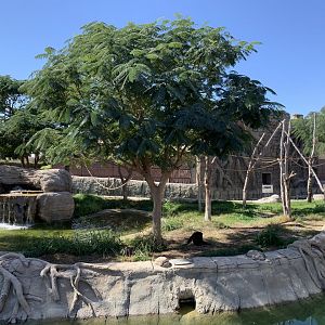 Siamang exhibit