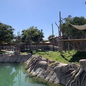 Siamang exhibit