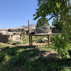 Asiatic black bear and exhibit