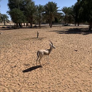 Arabian sand gazelle
