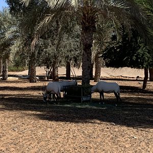 Arabian oryx
