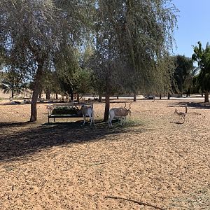 Addax and gazelles