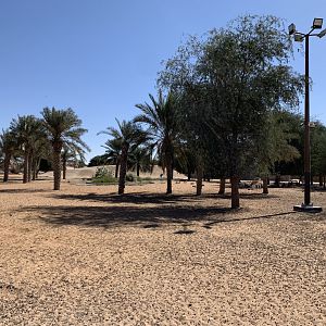 Addax, Arabian gazelle, sand gazelle and Arabian oryx exhibit