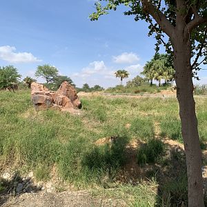 Spotted hyena and exhibit