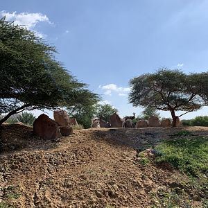 Dama gazelle and exhibit