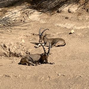 Nubian ibex