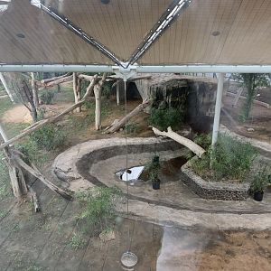 Arabian leopard exhibit