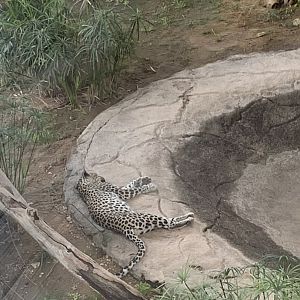Arabian leopard
