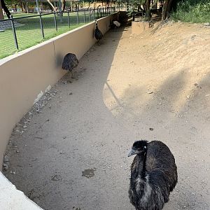 Emu