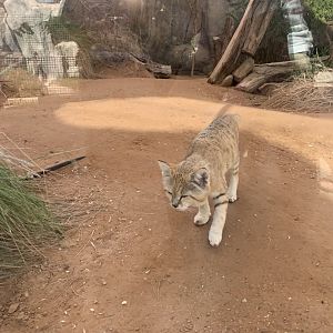 Arabian sand cat