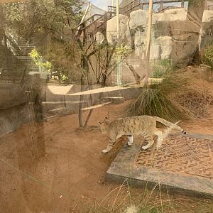 Arabian sand cat