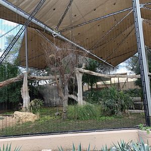 Arabian leopard exhibit
