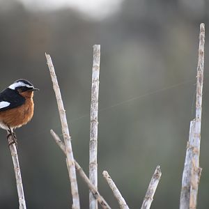 Moussier's redstart - (Champs d'Aghorimze)