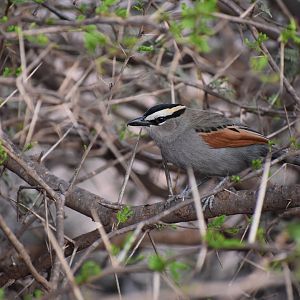 Black-crowned tchagra - (Issen)