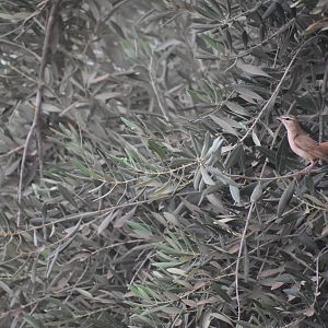 Rufous-tailed scrub-robin - (Issen)